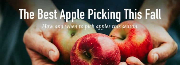 hand with apples
