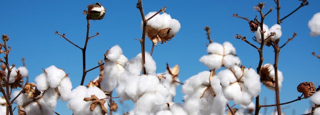 Mississippi Cotton Farm Insurance