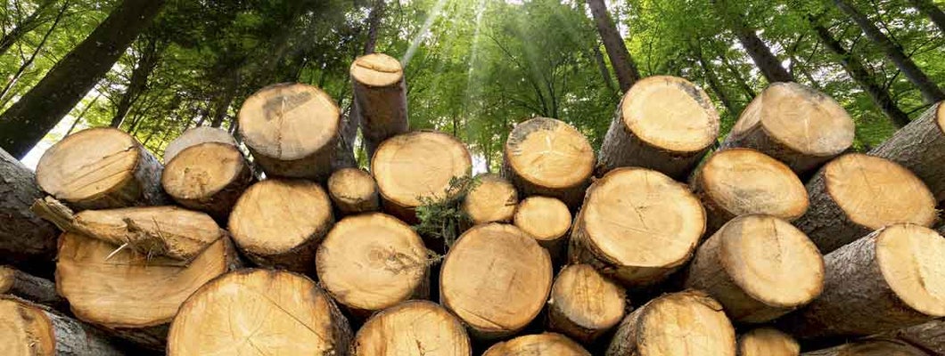 Trunks of trees cut and stacked in the foreground. Find Lumber yard insurance.