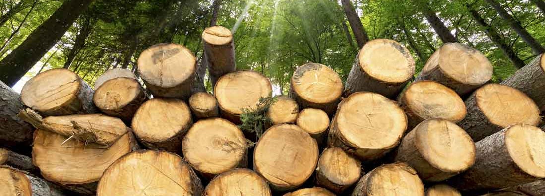 Trunks of trees cut and stacked in the foreground. Find Lumber yard insurance.