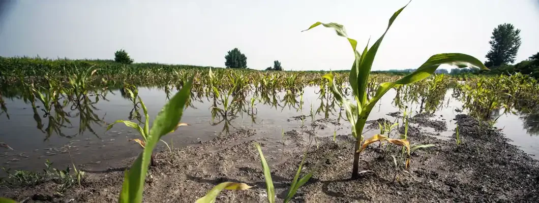 Flooding at corn fields. Find Crop Insurance.