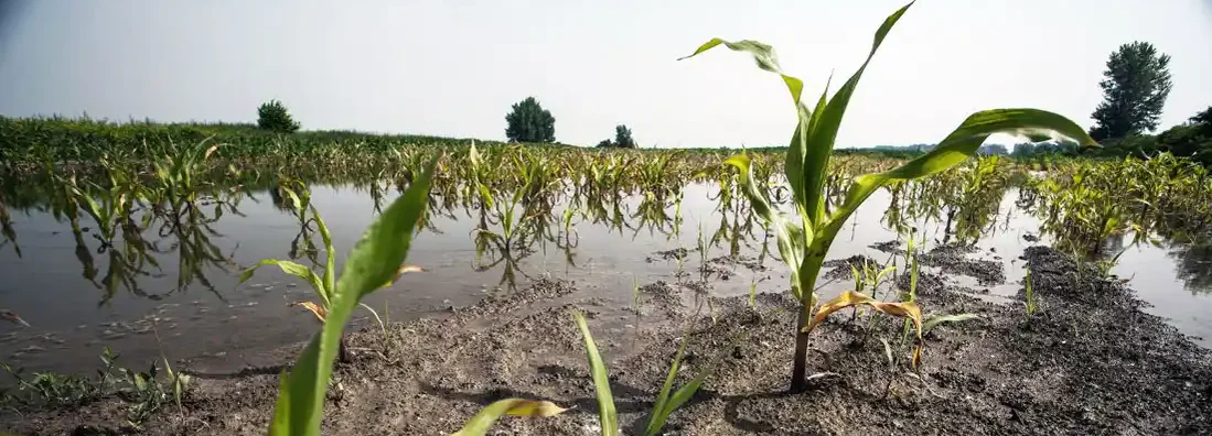 Flooding at corn fields. Find Crop Insurance.