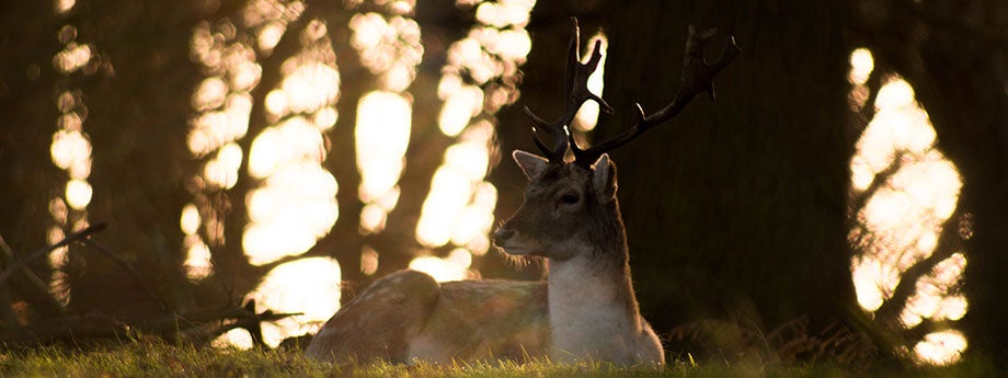 deer in the forest