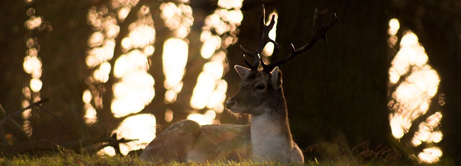 deer in the forest