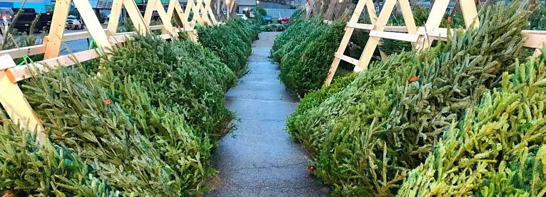 Christmas Tree Shop Insurance