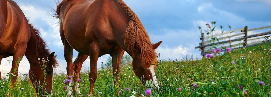 Horses grazing in a meadow in the mountains. Find equine and horse insurance.