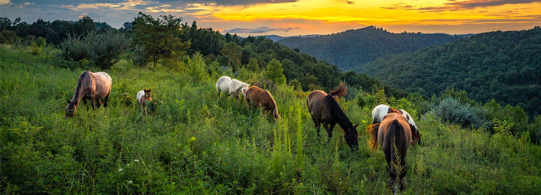 Wild horses foraging on mountain slope at sunset with the Appalachian Mountains of Kentucky in the backdrop.