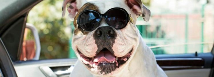 Bulldog wearing sunglasses 