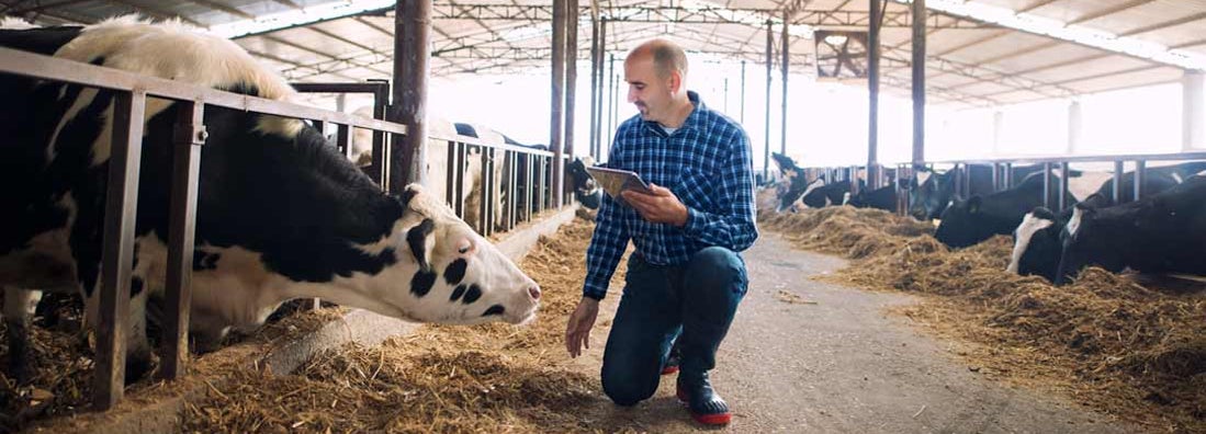 How to Insure Livestock