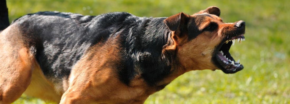 Dog Bite