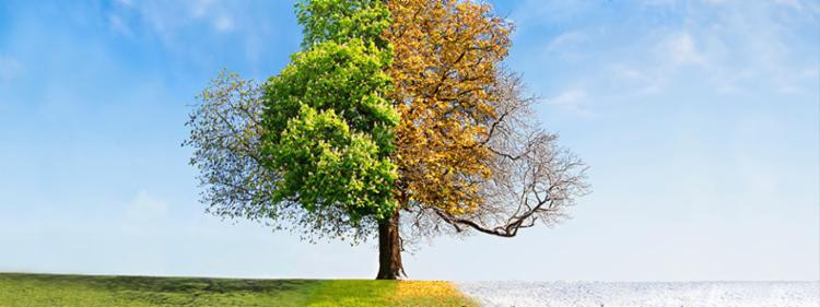 A tree throughout all four seasons.