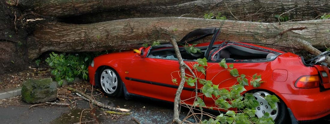 Car Crushed by Tree. Who’s Responsible When a Neighbor’s Tree Falls on Your Car?