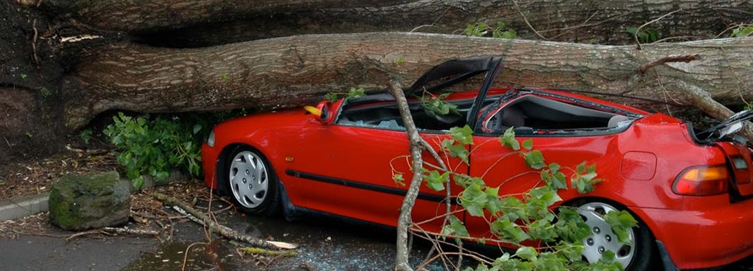 Car Crushed by Tree. Who’s Responsible When a Neighbor’s Tree Falls on Your Car?