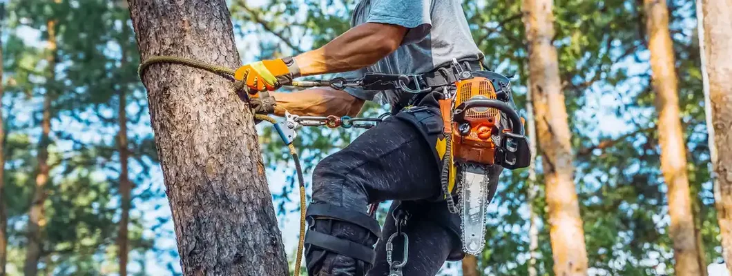 Arborist working on a pine tree and cutting with a chainsaw. Find Arborist Insurance.