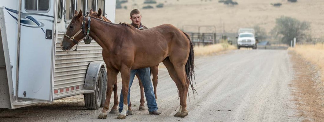 Cowboy grooming his horse before riding. Find Horse Trailer Insurance.