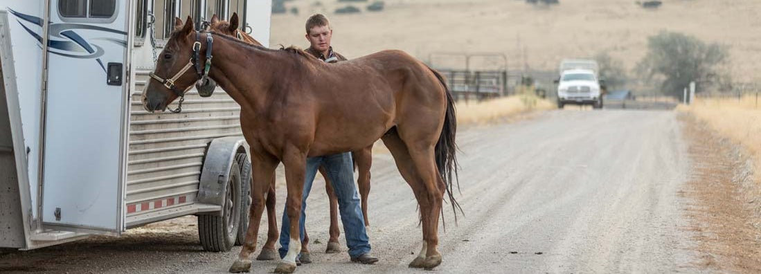 Cowboy grooming his horse before riding. Find Horse Trailer Insurance.