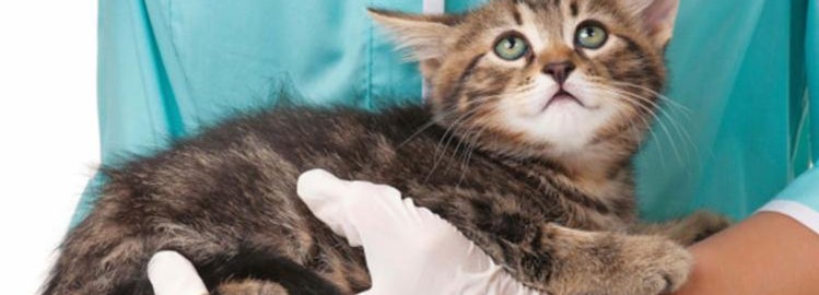 Sick kitten being held by the vet