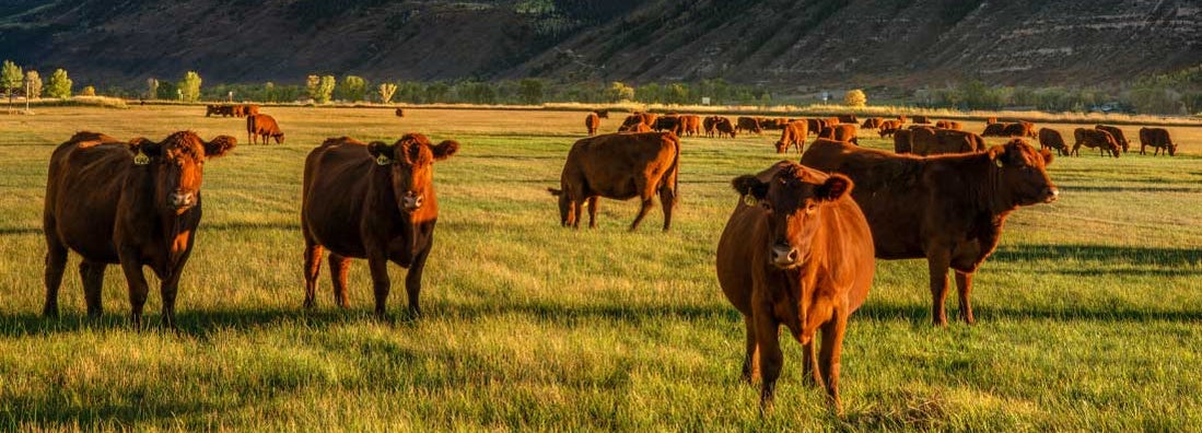 Find ranch insurance.  Cattle ranch in Colorado.