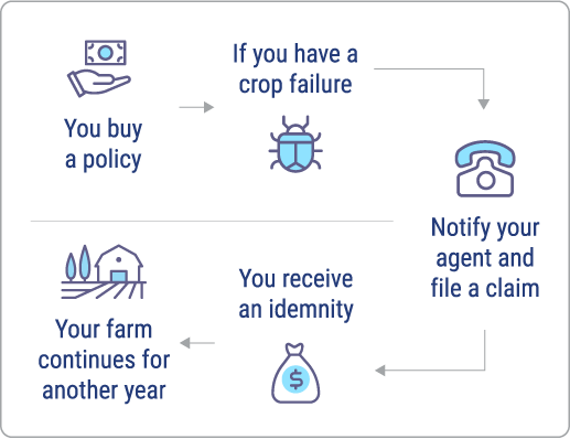 How does crop insurance work