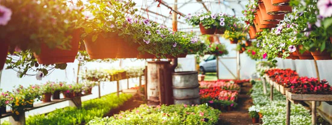 Flowers in plant nursery. Find Plant Nursery Insurance.