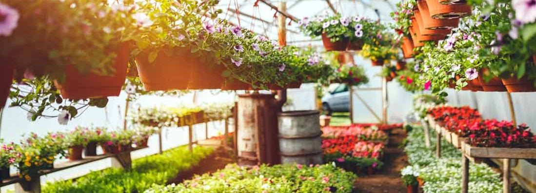 Flowers in plant nursery. Find Plant Nursery Insurance.