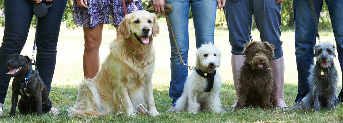 Pet Trainer Insurance