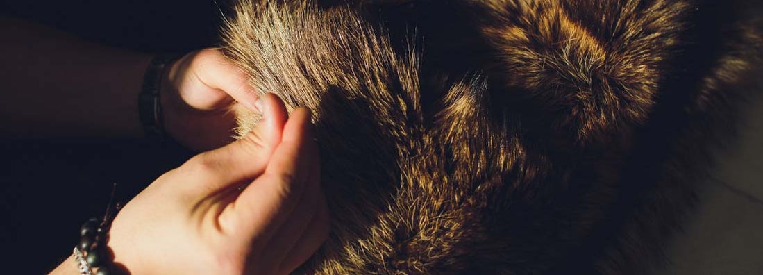 Fur Repair Shop Insurance