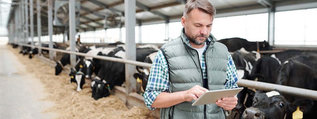 Farmer holding tablet and observing domestic animals for milk production. Find Commercial Farm Insurance.