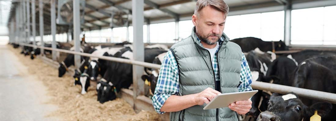 Farmer holding tablet and observing domestic animals for milk production. Find Commercial Farm Insurance.