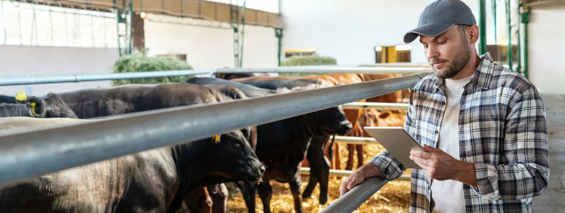 Farm worker is reviewing using digital tablet. Find Farm and Ranch Insurance.