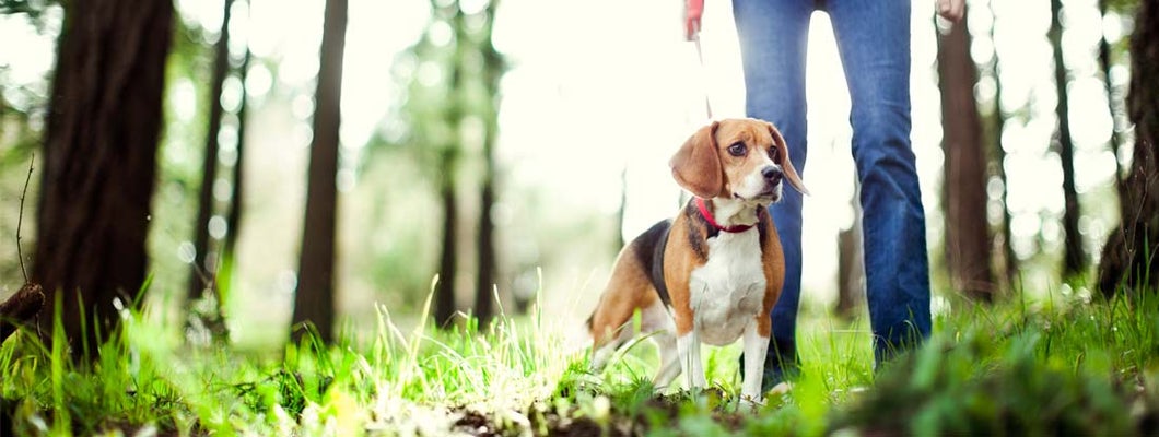 A dogwalker takes a cute beagle for a walk