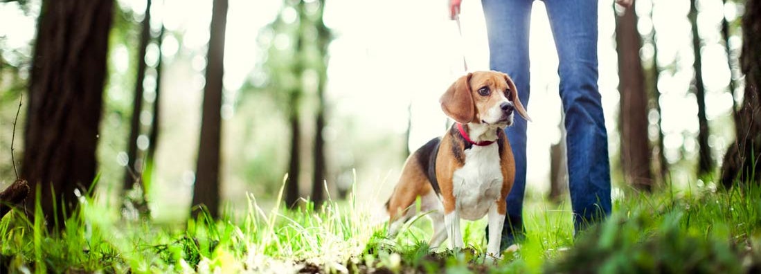 A dogwalker takes a cute beagle for a walk