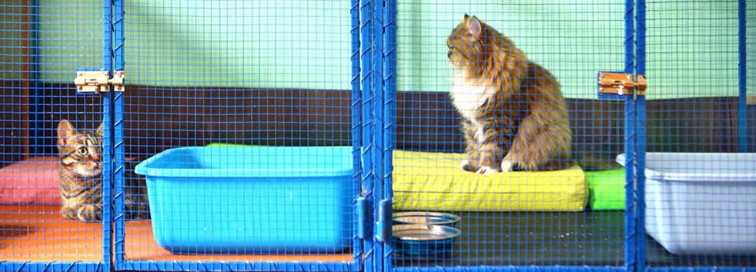 Pet boarding service insurance
