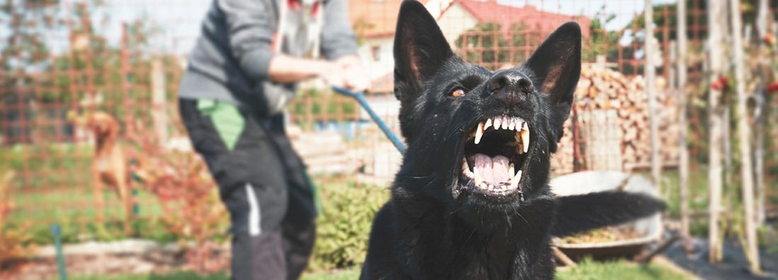 Dog bite