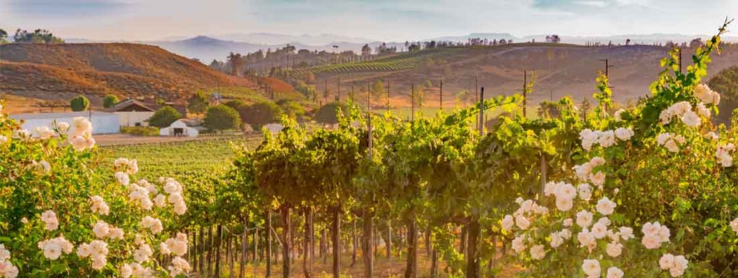 Vineyards with red wine grapes in late summer. Find Winery Insurance.