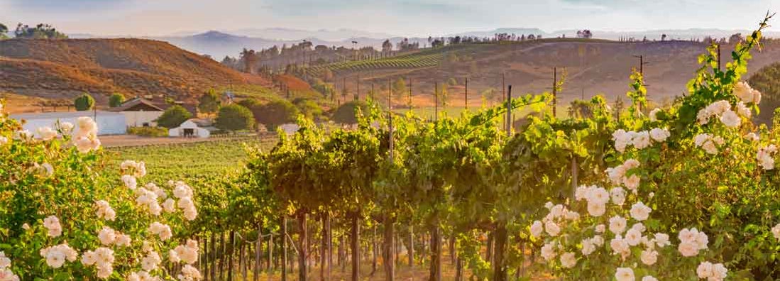 Vineyards with red wine grapes in late summer. Find Winery Insurance.