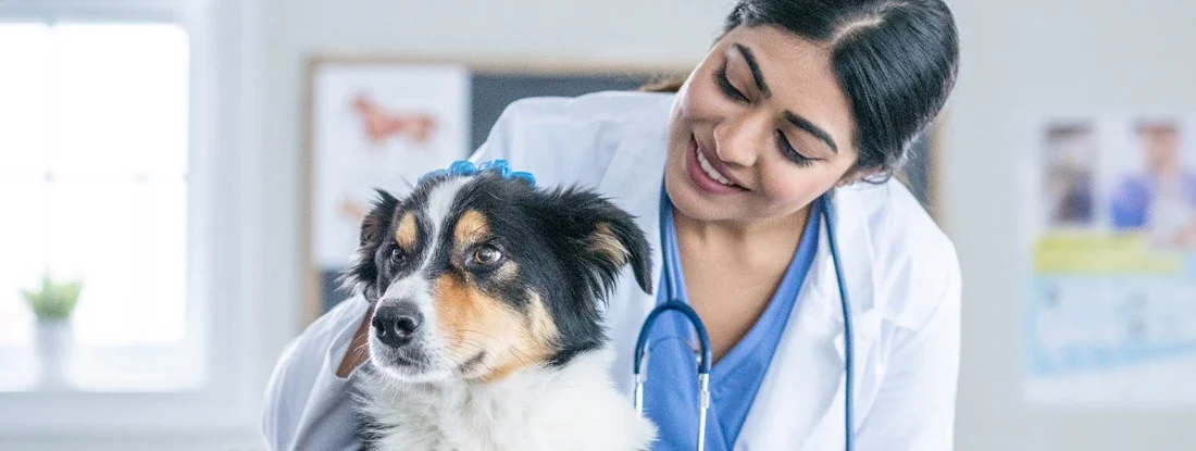 Veterinarian gently holds a dog on her examination table as she preforms a check-up. Find Veterinary Professional Liability Insurance.