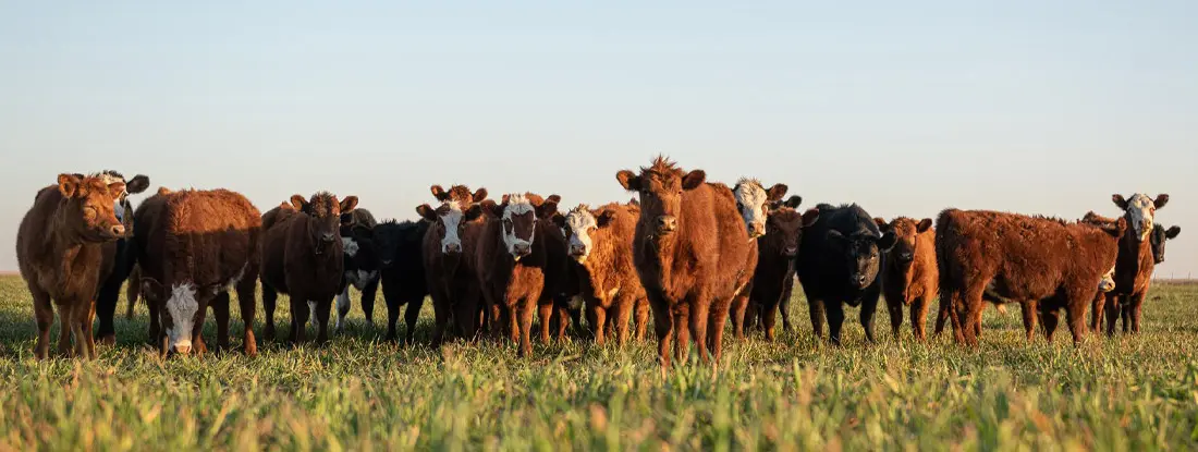 Group of young steers in the meadow. Find Livestock & Animal Mortality Insurance.