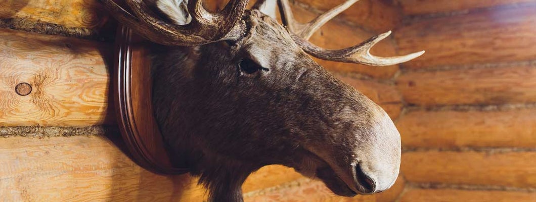 Stuffed elk deer head on the wall of house. Find taxidermy insurance.