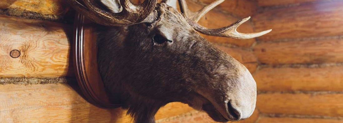 Stuffed elk deer head on the wall of house. Find taxidermy insurance.