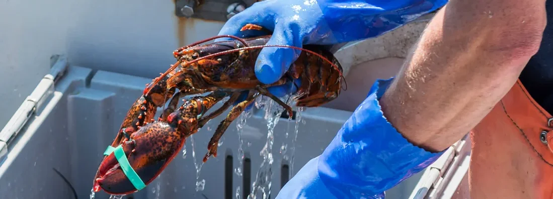 Live Maine lobsters being sorted on fishing boat. How to Find the Best Business Insurance in York, Maine.