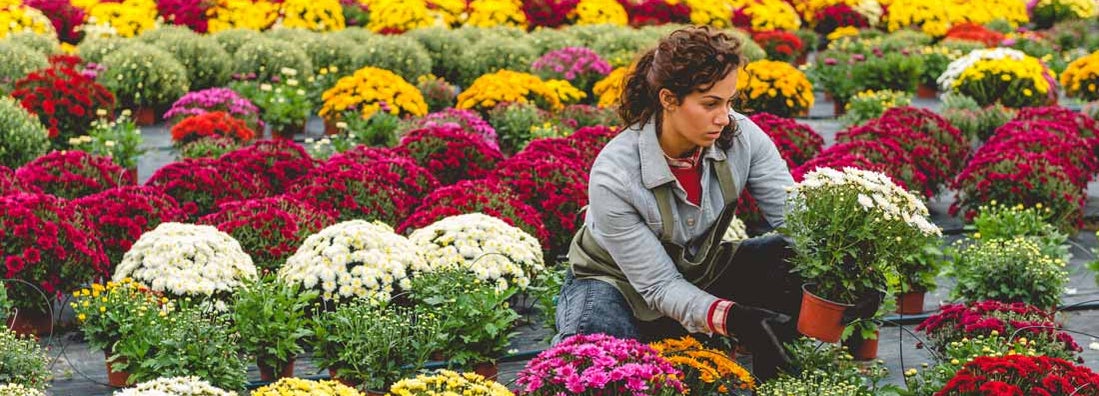 Wholesale flower shop insurance