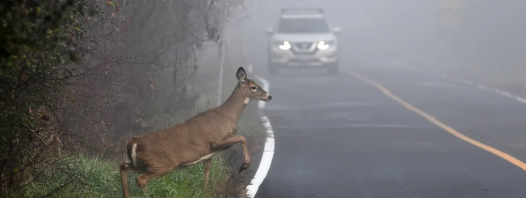 White Tailed Deer doe on road in fog. Comprehensive vs. Collision Insurance.