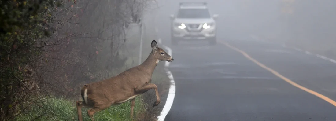 White Tailed Deer doe on road in fog. Comprehensive vs. Collision Insurance.