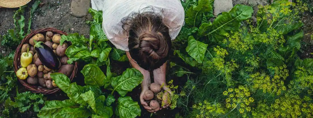 Young Woman Harvesting Home Grown Vegetables. How much does insuring a hobby farm cost.