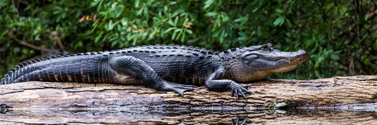 Adult Alligator Sunning on a Log