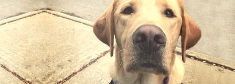 An Autism Service Dog