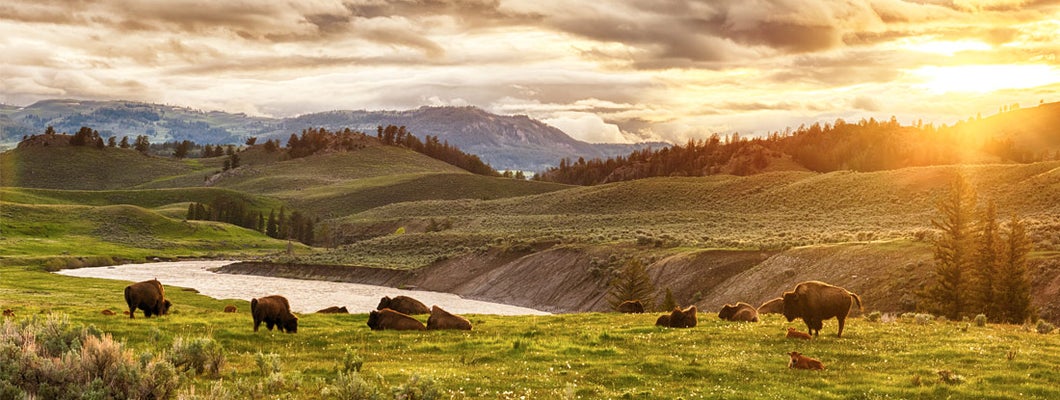 Herd of bison at sunset. Yellowstone National Park, Wyoming