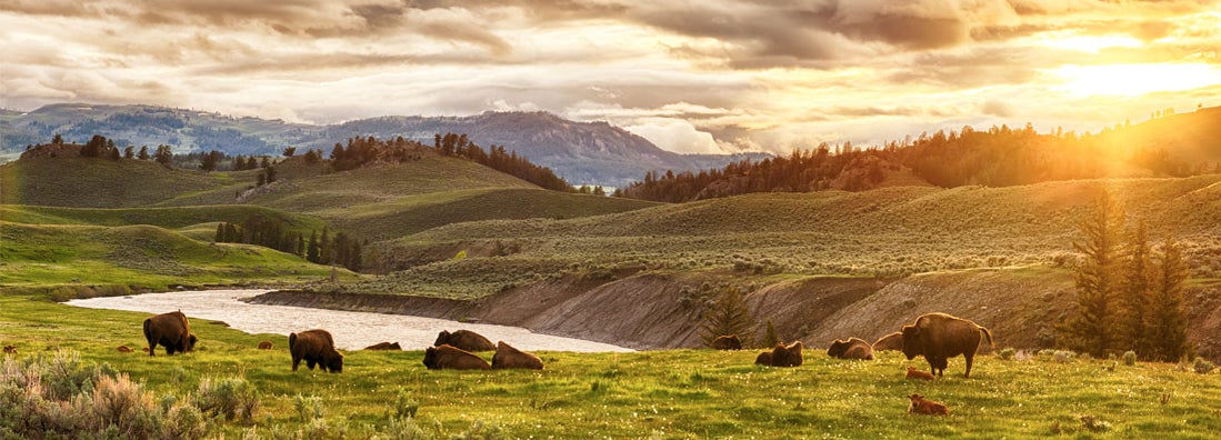 Herd of bison at sunset. Yellowstone National Park, Wyoming