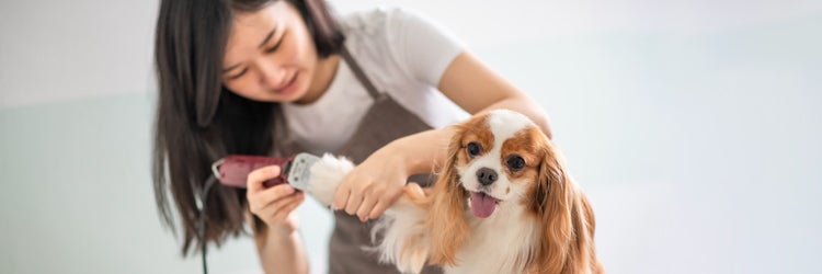 female dog groomer grooming a Cavalier King Charles Spaniel dog